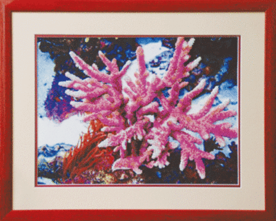 набор для вышивки бисером чарівна мить б-558 "кораллы" | интернет-магазин Елена-Рукоделие