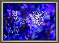 фото Набір картина стразами Crystal Art КС-1017 "Ніжний метелик"