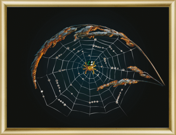 Набір картина стразами Чарівна Мить КС-002 "Знак зодіаку Павук" | інтернет-магазин 'Елена-Рукоделие'