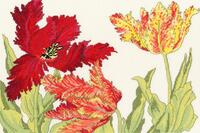фото xbd9 набор для вышивания крестом tulip blooms "тюльпан цветет" bothy threads