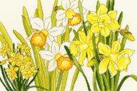 xbd10 набор для вышивания крестом daffodil blooms "нарцисс цветет" bothy threads | интернет-магазин Елена-Рукоделие