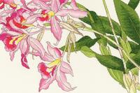 xbd16 набор для вышивания крестом orchid blooms "цветет орхидея" bothy threads | интернет-магазин Елена-Рукоделие